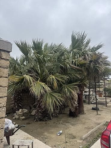 banan ağacı: 10 eded satılır hamsı fıkırı cıddı olan zeng etsın qıymetde razılaşma — 1