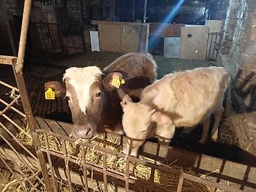 С/х животные и товары: Satışda dana və buzovlar - Şəkillərdə olan 3 baş buzov/dana - Qulaq — 3