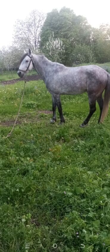 купить домик для кота: Boz rəngli, zərif bədən quruluşuna malik at. Xüsusiyyətlər: - Rəng — 2