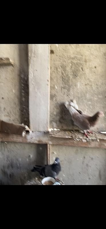 delfin göyərçin: Balaca ev göyərçin sürüsü - Növlər: əsasən ağ rəngli, bəzi quşlarda — 5