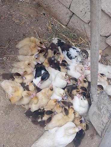 balaca it: Məhsul: Ördək balaları (çoxsaylı) Təsvir: - Evdə bəslənən ördək — 4