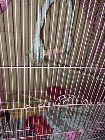 karlik dovsan satisi: Quş qəfəsi – geniş və funksional - Rəng: çəhrayı (metal karkas) - — 5