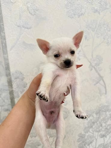 it xaski: Çixuahua, 1 ay, Erkek — 2