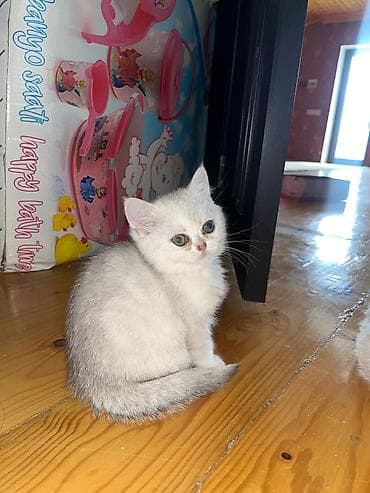 İtlər: Britan — 6