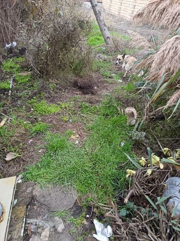 sudluk inekler: Məhsul: dik qulaq zvanok balalri Balaca köpək balaları (qarışıq cins) — 4