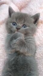 erkek pişik: Şotland, Erkək, Yaxşı əllərə, Ödənişli çatdırılma — 1