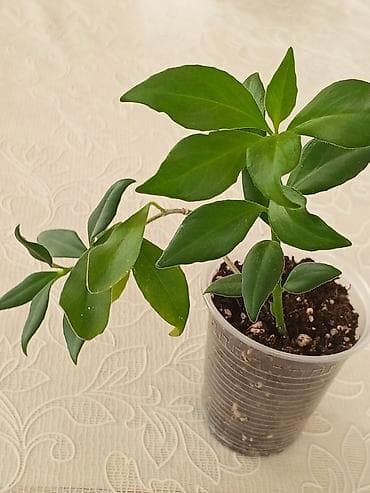 beqoniya bitkisi: Эсхинантус. Продается укоренённые черенок — 4