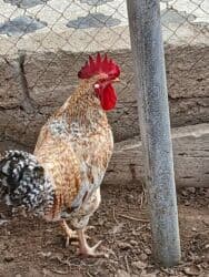 Inəklər, öküzlər: Məhsul: Xoruz Təsvir: - Güclü, iri bədən quruluşu, hündür daraq və — 3