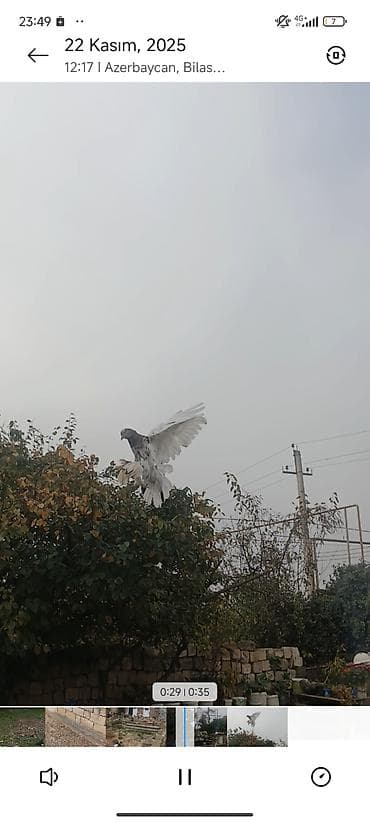 Pişiklər: Ağ-qara ləkəli uçuş güvercini - Növ: ev güvercini (uçuş üçün — 2