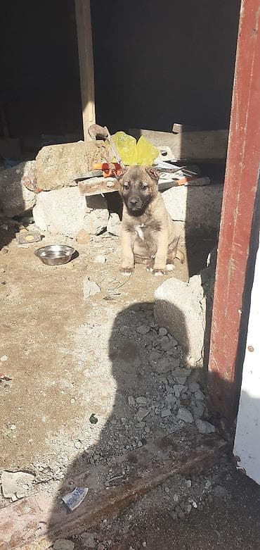 it adlari disi: Kanqal, 1 ay, Erkek — 7