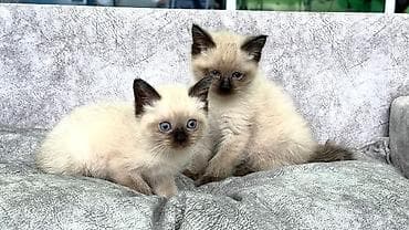 siam pişiyi: Siam, Pulsuz çatdırılma — 3