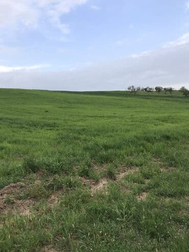 257 sot, Kənd təsərrüfatı, Mülkiyyətçi, Kupça (Çıxarış) lalafo.az -da 257 sot, Kənd təsərrüfatı, Mülkiyyətçi, Kupça (Çıxarış)