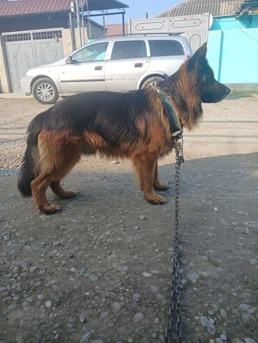 Alman çoban iti, Erkek lalafo.az -da Alman çoban iti, Erkek