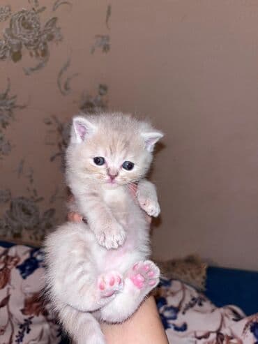 Heyvanlar üçün mallar: Tabbi, Erkək, Dişi, Yaxşı əllərə, Ünvandan götürmə, Pulsuz çatdırılma, Ödənişli çatdırılma — 4