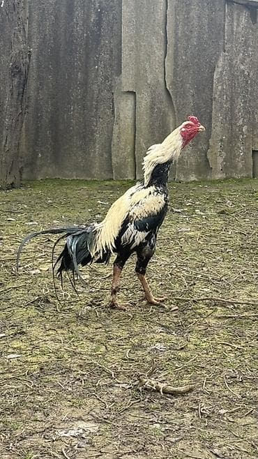 ari satisi azerbaycanda: Aseel tipli xoruz - Cins: ehtimalən Aseel (uzun boylu, əzələli — 2