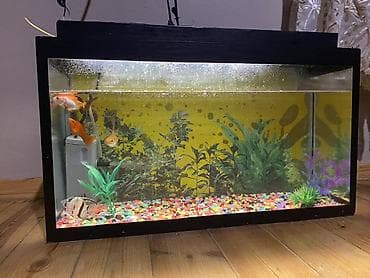 akvar: Akvaryum dəsti - Şüşə akvaryum, qara çərçivəli, düzbucaqlı forma — 2