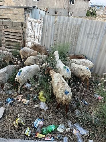 qoyunlar goycay: Qoyun sürüsü – yerli cins qarışığı - Təyinat: ət və damazlıq üçün — 1