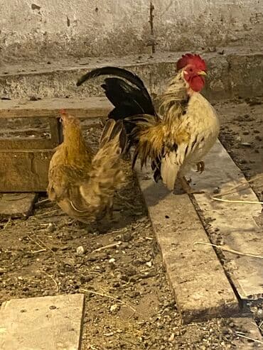 hinduska yumurtasi nece gune cixir: Toyuq, Damazlıq, Ödənişli çatdırılma — 4