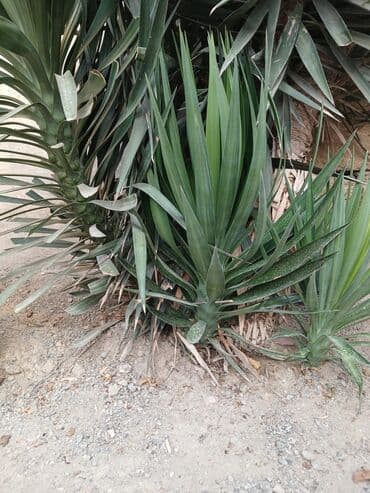 алоэ гулунун дарылык касиети: Bitki: Yucca (yucca filamentosa tipli dekorativ kserofit) Təsvir: - — 3