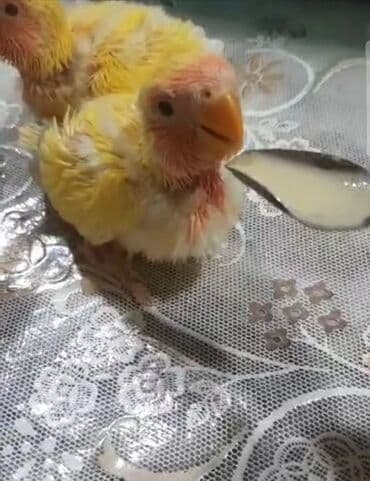 pişik yem: Tutuquşu balalarının əllə bəsləmə maması.Tutuquşu balalarını şprislə — 4