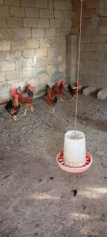 Dovşanlar: Xoruzlar satılır — 2