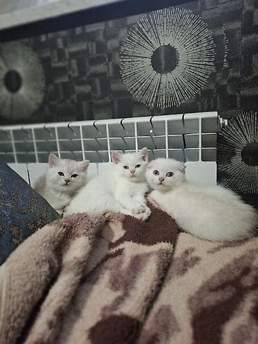 pitbul bala: Şotland, Ünvandan götürmə — 1