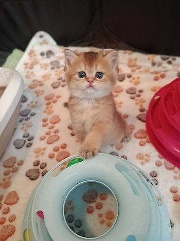 su heyvanları: Qızıl şinşilla — 3