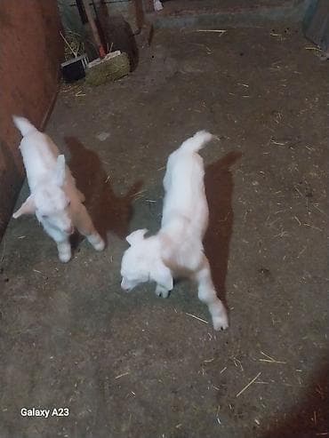it adlari xarici: Məhsul: Ağ sanen oğlaq balaları (4 ədəd) Təsvir: - Şəkildə ağ tüklü — 2