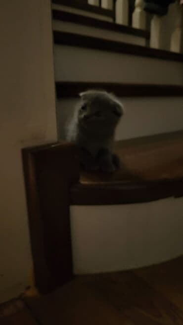 Şotland yastı qulaq lalafo.az -da Şotland yastı qulaq