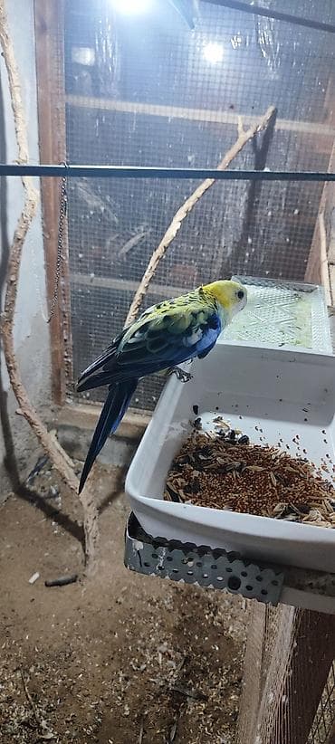 tutuquşu çex: Rosella (Platycercus) tutuquşu – rəngarəng nümayəndə Xüsusiyyətlər: - — 1