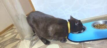 İtlər: Britan, Erkək, Yaxşı əllərə, Ünvandan götürmə — 3