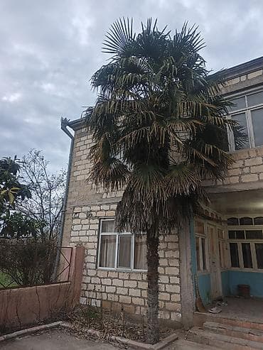 gül növləri: Satılır: həyət üçün iri ölçülü palma ağacı (Trachycarpus fortunei – — 2