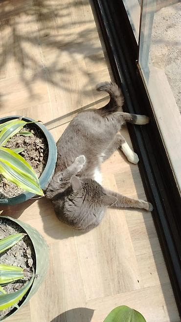 ev heyvan: Erkək, Yaxşı əllərə — 3