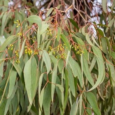 Eukalipt (Eucalyptus) fidanı/saplağı - Uzun, dar və ətirli yaşıl