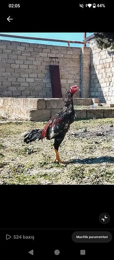 satdıq at: Məhsul: heyvan satılir Mərdəkanda pul lazımdı istəyən yazsin 11 — 5