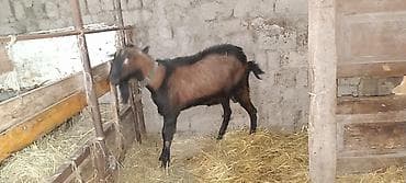 it cinsleri ve qiymetleri: Erkək, il: 2, 40 kq, Damazlıq, Ünvandan götürmə — 1