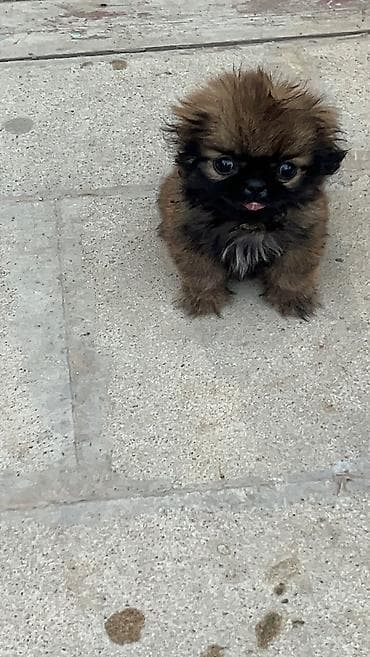 İtlər: Pekines, 3 ay, Ünvandan götürmə — 2
