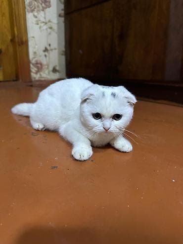 it aliram: Şotland yastı qulaq, Dişi — 1