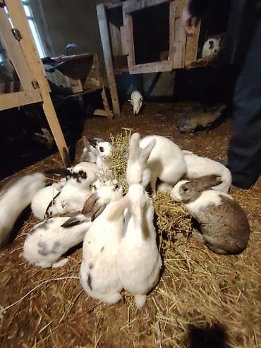 K/t heyvanları və malları: Ev şəraitində bəslənən ev dovşanları – müxtəlif rəng və naxışlarda — 2