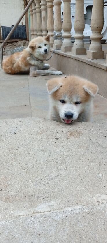 böyüməyə itlər: Akita-inu, 2 ay, Erkek, Ödənişli çatdırılma — 1