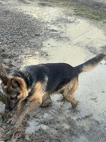 tuklu itlər: Alman çoban iti, 1 il, Erkek — 5