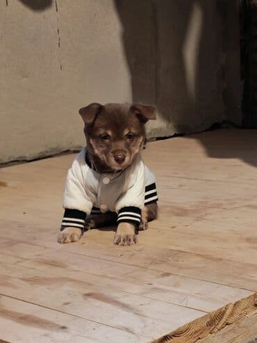 Akvariumlar: 2 ay, Dişi — 2