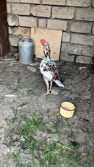 Xoruz, il: 1, Ünvandan götürmə