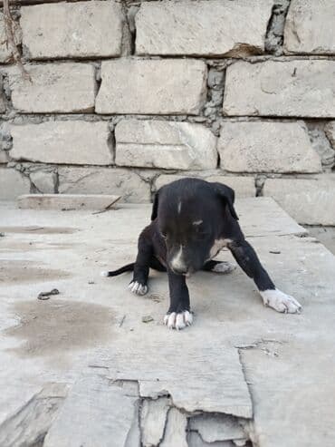 pitbul itlər: Питбуль, 1 месяц, Самец — 6