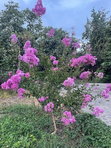 что такое şahdağ i̇stirahət evi nabran: 8 комнат, 250 м², Средний ремонт — 4