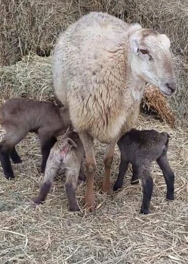 Sürülü qoç-qoyun təsərrüfatı üçün çoxsaylı bala verən ana qoyunlar