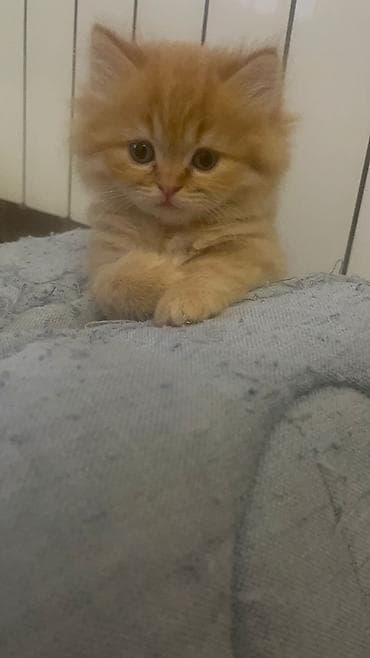 Pişiklər: Zəncəfil rəngli, uzun tüklü balaca pişik balası - Rəng: parlaq — 2