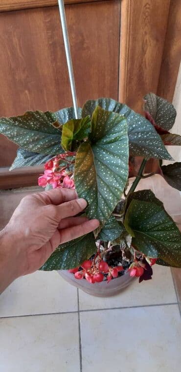 güləmin qiyməti: İstənilən evin interyerinə yaraşar. Hündürlükləri 80 sm-dir. Qiymət — 3