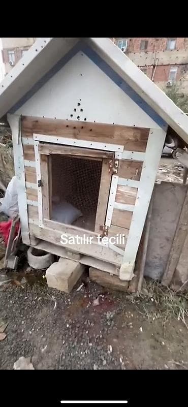 Taxta it evi – “Satılır təcili” - Material: taxta karkas, ön hissə — 2