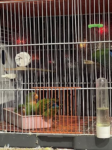 babil quşu: 25/30 gündü yuvasan çıxıb aktiv sevimli balalardı ələ öyreşdiremin tam — 4